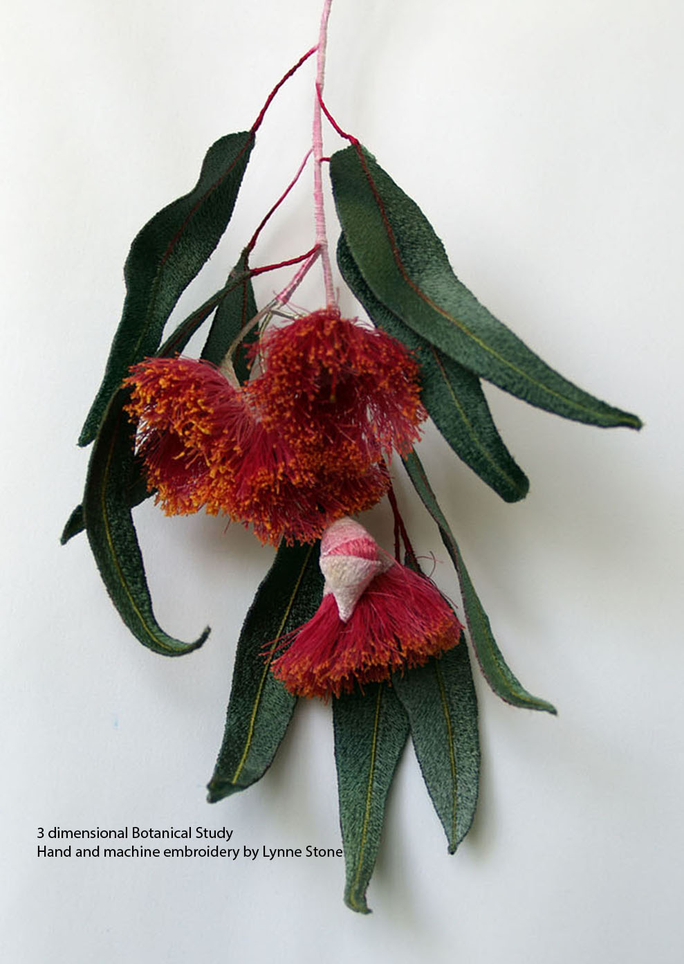 Eucalyptus caesia1